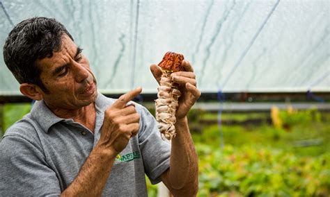 El Blockchain Transforma La Vida De Los Productores De Cacao Ecuatorianos By Onu Desarrollo