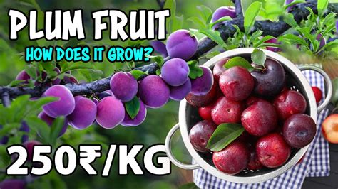 Plum Fruit Farming How To Grow Plum Tree From Seed Youtube