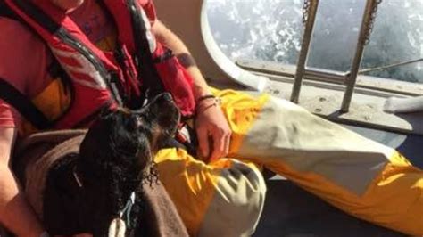 Stranded Dog Rescued After Falling To Bottom Of 300 Ft Cliff Itv News