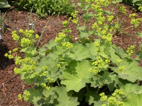 Alchemilla Mollis Rosaceae Image At Phytoimages Siu Edu