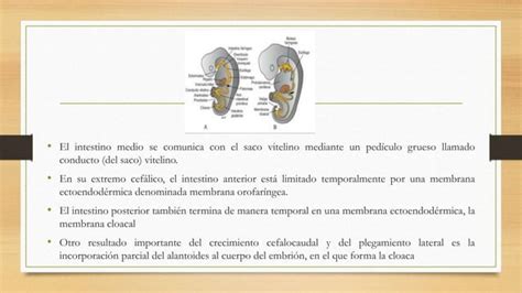 DERIVADOS DE LA CAPA GERMINAL ENDODeRMICA Pptx Descarga Gratuita