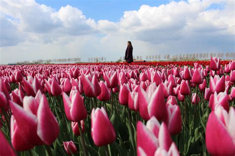 Tulip Route Netherlands: 3 road trips around the flower fields near