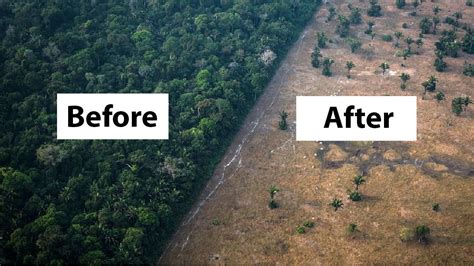 How Brazils Amazon Rainforest Destruction Is Turning Into A Desert