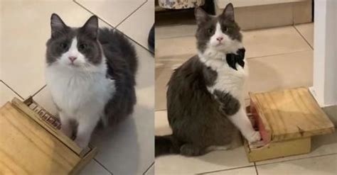 Gr Ce Ses Talents De Pianiste Ce Beau Chat Est Devenu Le Plus C L Bre