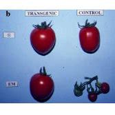 Parthenocarpic fruit development in UC82 tomato fruits. a ...