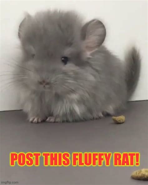 Fluffy Rat Blank Template Imgflip