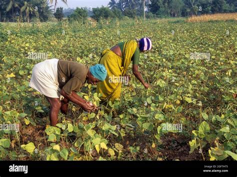 Harvesting green gram (vigna radiata) linn, Tamil Nadu, India Stock ...