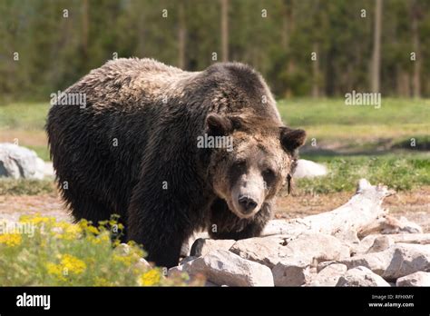 Grizzly Bear Yellowstone National Park Stock Photo Alamy