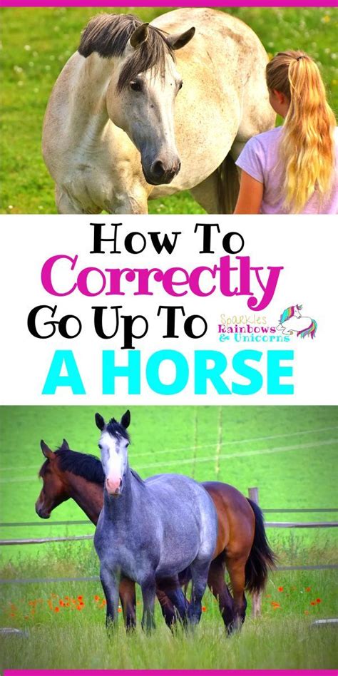 Approaching A Horse A Comprehensive Guide