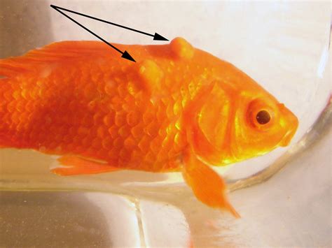 Définition Érythrophorome Vetofish