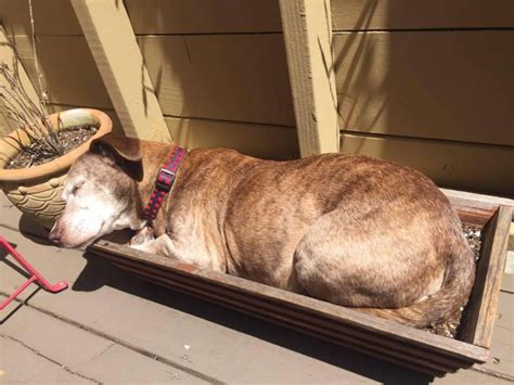 Cachorrinho surdo que viveu nas ruas por 11 anos está muito feliz por