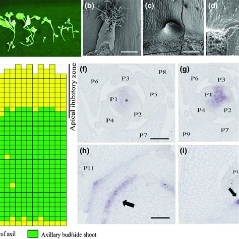 Lateral Suppressor Aalas Modulates Axillary Bud Formation In Arabis