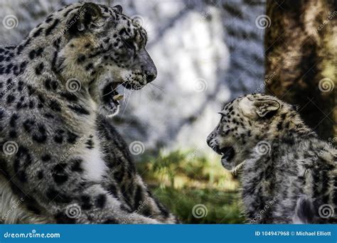 Snow Leopard Cubs With Mother