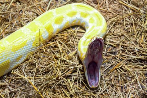 Skalen Einer Goldenen Pythonschlange Stockfoto Bild Von Snakeskin