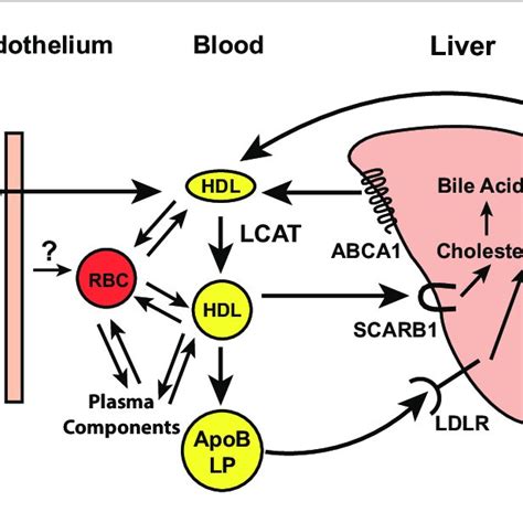 Characterization Of Rbc Cholesterol Accessibility Assay A Download Scientific Diagram