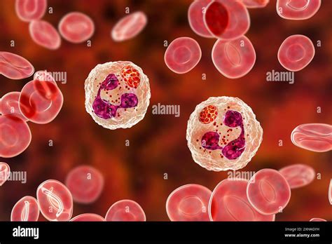 Illustration Of Anaplasma Sp Bacteria Infecting Neutrophils Anaplasma