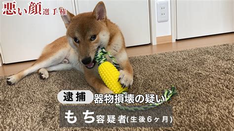 Shiba Inu Bad Face Championship Youtube