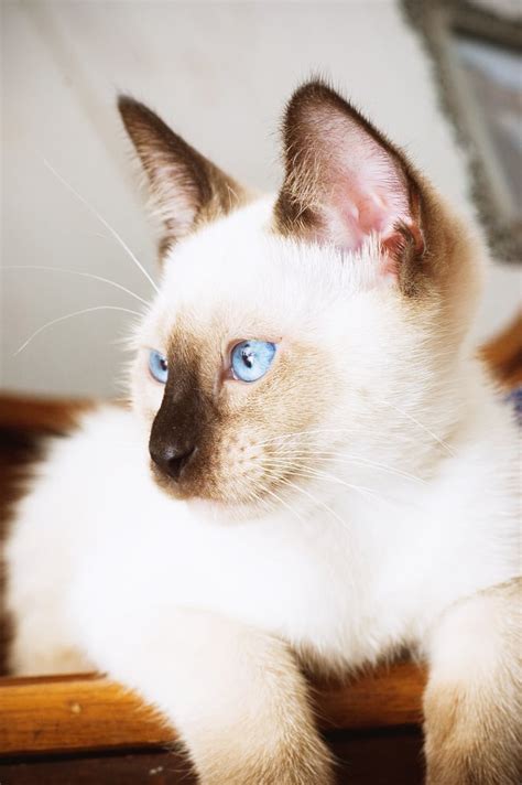 Siamese Cat Facts Ps Pets