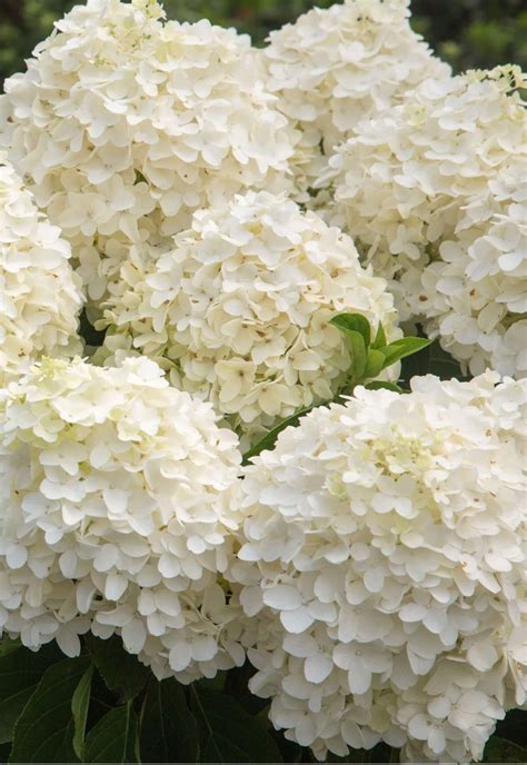 White Wedding Paniculata Hydrangea Is A New Addition To The Southern