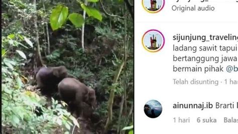 Viral Puluhan Tahun Tak Terlihat Gajah Sumatera Kembali Muncul Di