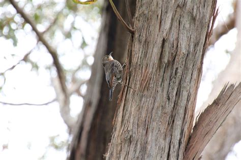 White Throated Treecreeper Fifteen Acres