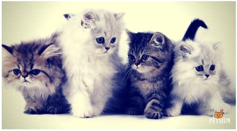 Persian Cat Colors | 7 Persian Coat Color Patterns - Petsium