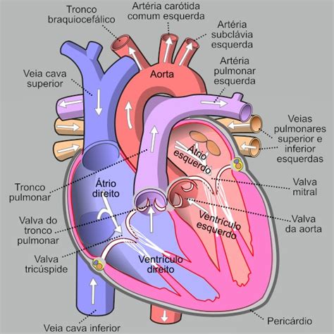 Sistema Cardiovascular Rg Os Fun O E Exerc Cios Descomplica