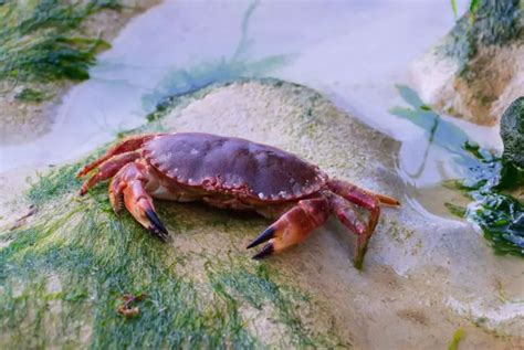 3 Main Types Of Crabs In Florida Nature Tingz