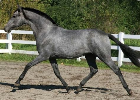 blue roan Arabian | Blue roan horse, Grey horse, Horses