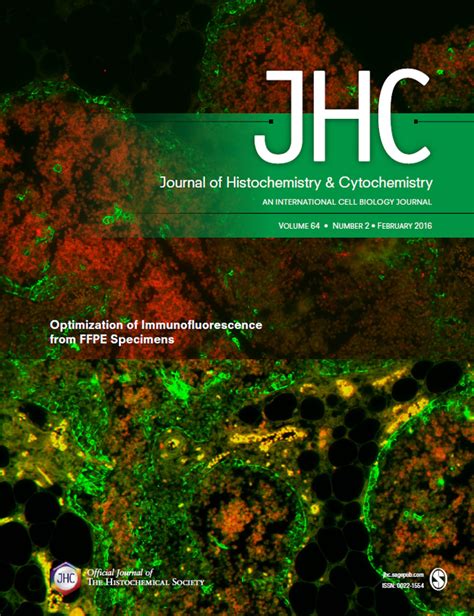 Optimization Of Single And Dual Color Immunofluorescence Protocols For