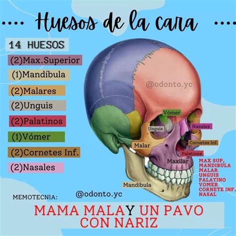 Huesos De La Cara Huesos De La Cara Anatomia Y Fisiologia Humana