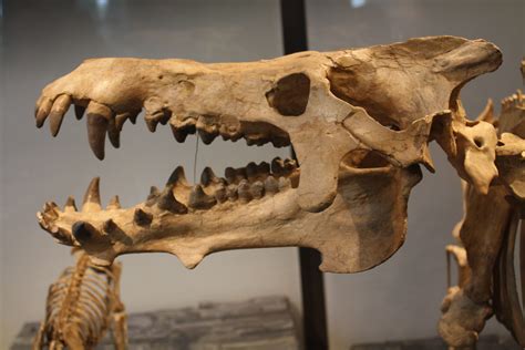 Archaeotherium mortoni skull detail | Prehistoric, Extinct animals ...