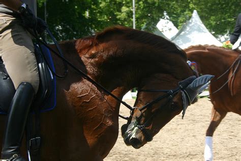 Dressage Rollkur Competition Stock by LuDa-Stock on DeviantArt