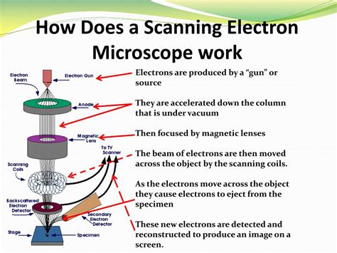 Scanning Electron Microscope Structure