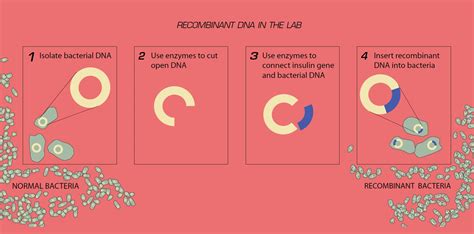 Recombinant DNA in the Lab | Smithsonian Institution