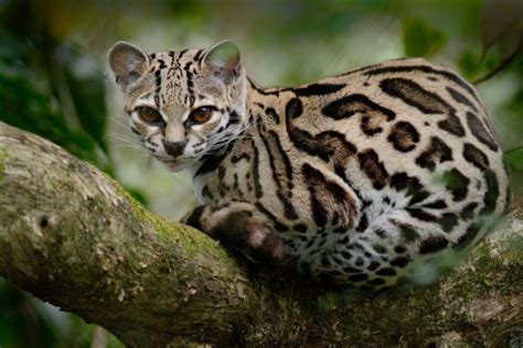 Cats Of The Amazon Rainforest Sa Vacations