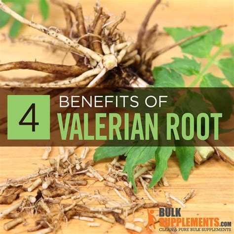 Valerian Root Extract Benefits Side Effects Dosage