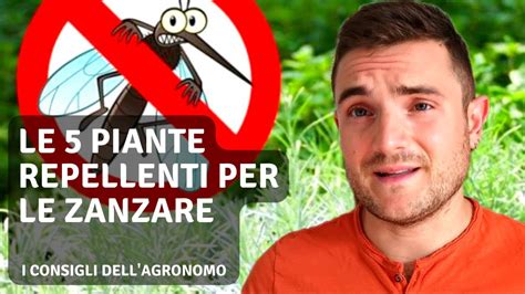 Piante Anti Zanzare Come Tenere Lontani Gli Insetti Fastidiosi