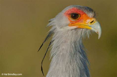 Secretary Bird Facts: Diet, Breeding, Behavior - Travel For Wildlife