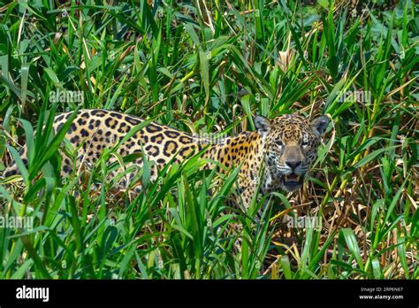 Adult Jaguar Hunting in the Pantanal Stock Photo - Alamy