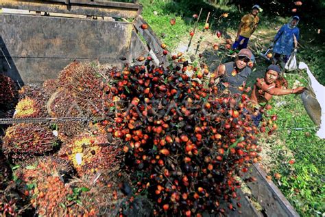 KELAPA SAWIT INDONESIA | ANTARA Foto