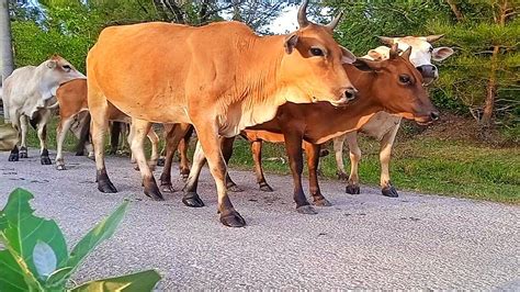 Kawanan Sapi Sapi Jalan Santai Lembu Sapi Jinak Lembu Sapi Fat Suara