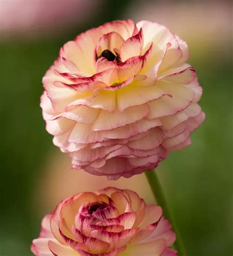 Ranunculus Asiaticus Friandine Rose Picotee Ranunculus Asiaticus