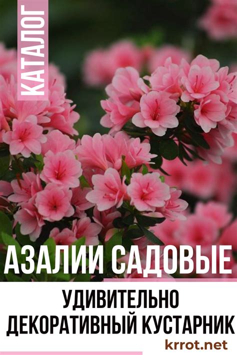 Азалии Садовые: Описание, Посадка, Уход (50 Фото) +Отзывы