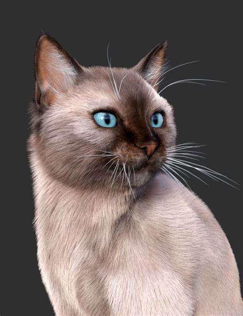 Siamese For Cat Mars D Models For Daz Studio And Poser