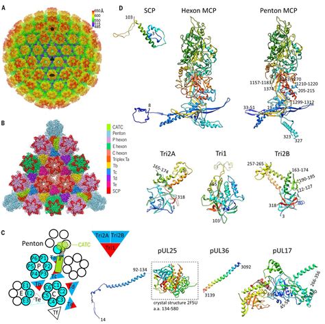 Herpesvirus Structure