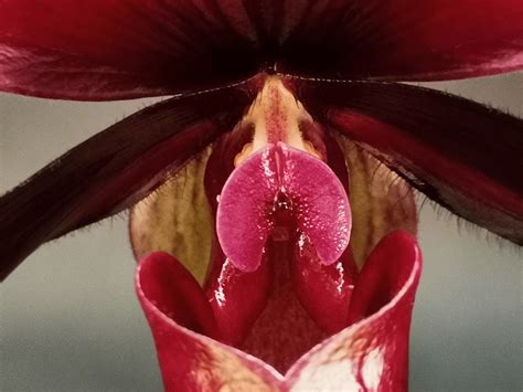 Paphiopedilum Black Jack Tropical Orchids Portugal