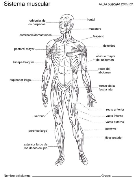 Esquema Del Cuerpo Humano Sistema Muscular Humano Dibujo Del Sistema