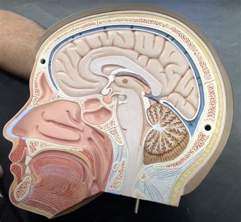 Lab 9 Brain Diagram Quizlet