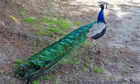 Peacocks Overrun Los Angeles County Bringing Out The Lovers And Haters